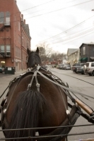 carriage-rides-08_0062
